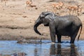 Elephant in Kruger National Park Royalty Free Stock Photo
