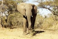 Elephant, Kruger National Park, South Africa Royalty Free Stock Photo