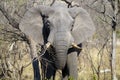 Elephant, Kruger National Park, South Africa Royalty Free Stock Photo
