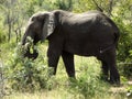 Elephant at Kruger National Park