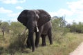 elephant in Krugerpark South Africa Royalty Free Stock Photo