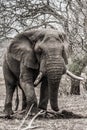 Elephant in krugerpark