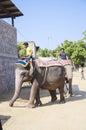 Elephant labour for tourists, Jaipur, India