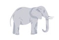 Elephant, large strong African animal. Wild huge great Asian mammal standing with tusks and trunk, side view, profile