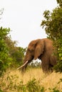 The elephant leaves the bushes. Meru, Kenya