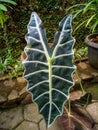 Elephant leaves in the garden