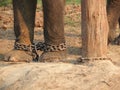 Elephant Royalty Free Stock Photo