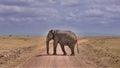 An elephant leisurely crosses a dusty road