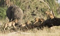 Elephant and lion cubs. Royalty Free Stock Photo