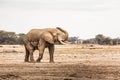 Elephant Royalty Free Stock Photo