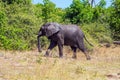 Elephant - loner Royalty Free Stock Photo