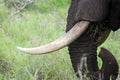 Elephant with clean tusks eating grass