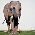 Elephant with Long White Tusks