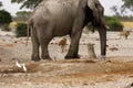 Elephant on the lookout for lions Royalty Free Stock Photo