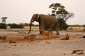 Elephant on the lookout for lions Royalty Free Stock Photo