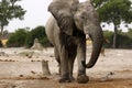 Elephant on the lookout for lions Royalty Free Stock Photo