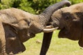 Elephant love and affection