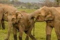 Elephant love Royalty Free Stock Photo