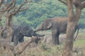 Elephant love it in the Minneriya national park.