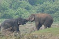 Elephant love it in the Minneriya national park.