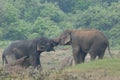 Elephant love it in the Minneriya national park.