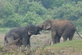 Elephant love it in the Minneriya national park.