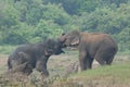 Elephant love it in the Minneriya national park.