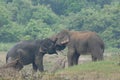 Elephant love it in the Minneriya national park.