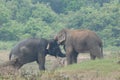 Elephant love it in the Minneriya national park.