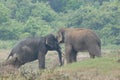 Elephant love it in the Minneriya national park.