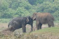 Elephant love it in the Minneriya national park.