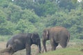 Elephant love it in the Minneriya national park.