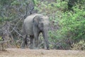 Elephant in love, Sri Lanka Royalty Free Stock Photo