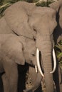 Elephant Loxodonta africana Royalty Free Stock Photo