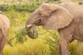 Elephant Loxodonta africana feeding, Pilanesberg National Park, South Africa. Royalty Free Stock Photo