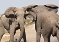 Elephant (Loxodonta africana) - Namibia