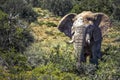 Elephant at Addo National Park, South Africa Royalty Free Stock Photo