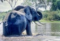 Elephant Royalty Free Stock Photo