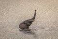 Elephant  Loxodonta Africana standing up in the water and playing and staying cool, Pilanesberg National Park, South Africa. Royalty Free Stock Photo