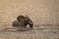 Elephant Loxodonta Africana standing in the water and playing and staying cool, Pilanesberg National Park, South Africa.