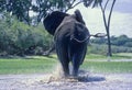 Elephant (Loxodonta africana) swimming Royalty Free Stock Photo