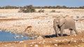 An elephant Loxodonta Africana walking and a black-faced impala Aepyceros melampus petersi drinking at the Okaukuejo waterhol