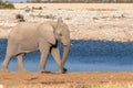 An elephant  Loxodonta Africana walking near the Okaukuejo waterhole, Etosha National Park, Namibia. Royalty Free Stock Photo