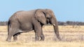 An elephant ( Loxodonta Africana) walking through the savanna, Etosha National Park, Namibia. Royalty Free Stock Photo