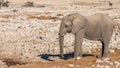 An elephant  Loxodonta Africana walking to the Okaukuejo waterhole, Etosha National Park, Namibia. Royalty Free Stock Photo