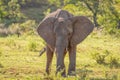 Elephant  Loxodonta Africana in the wilderness of Africa, Welgevonden Game Reserve, South Africa. Royalty Free Stock Photo