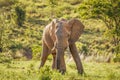 Elephant  Loxodonta Africana in the wilderness of Africa, Welgevonden Game Reserve, South Africa. Royalty Free Stock Photo