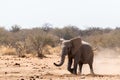 Elephant is running in the dessert of Ethosha. Royalty Free Stock Photo