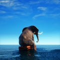 Elephant on a luggages in the ocean. Shipwrecked