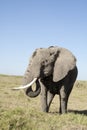 Elephant at lunch